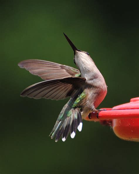 Pbs humidbirds magic in the air